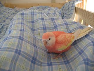 すんなりベッドへちょこんと移動