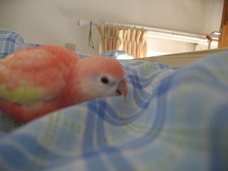 かじってるし。。。(^_^;)