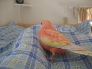 奥の方へチョコチョコ歩くお方