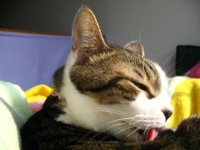 今日は毛づくろい日和