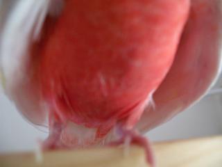 どこにピントが合ってるのか？！