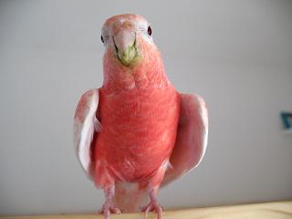 口、またまたまた緑ダョ