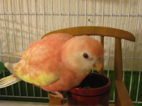 即食べる食べる