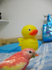 あまり近寄らないビビリ屋君