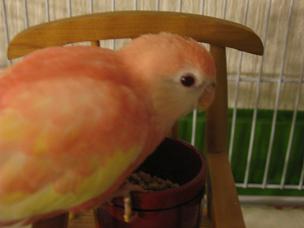 なんでも好き嫌いないお方