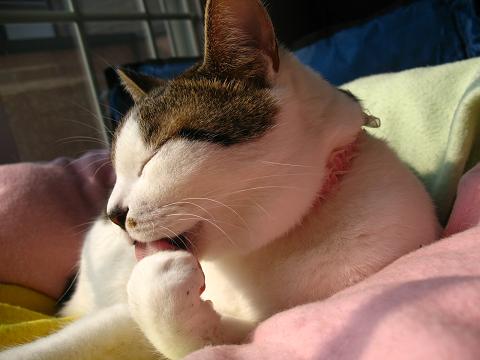 目をつぶって毛づくろい？