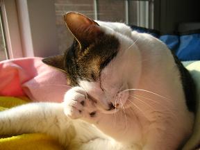 ひたすら毛づくろい