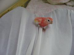 本人は全然お構いなく