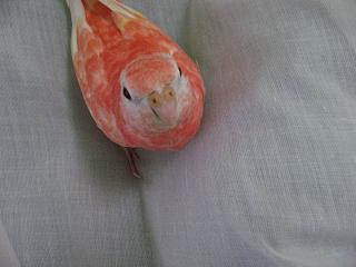 チョコチョコ跳ねながら