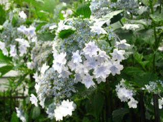 このアジサイが好き