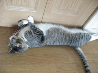 扉に沿って長い胴