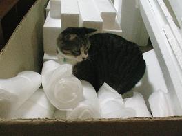 大量の梱包材にダイブした男子