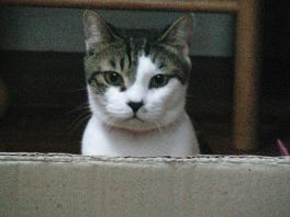 段ボールを見つめる女子