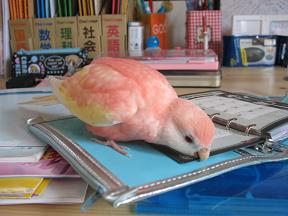 それはかじっても。。。