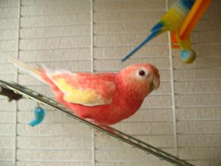 はしごを行ったり来たり