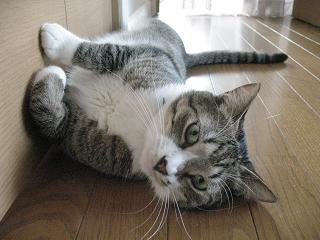 顔真顔＋しっぽもピーン