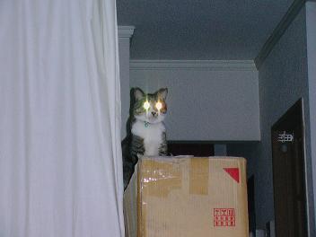 ニャンスケくんビーム！