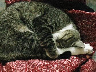 なぜこの寝相？！