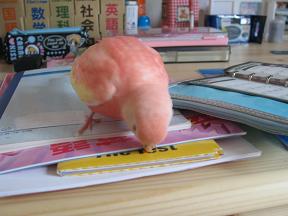 それもイマイチかじりずらいョ…