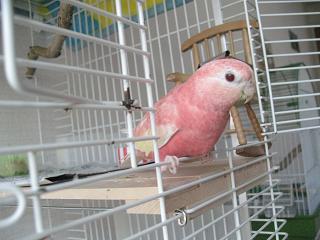 今日も遊ぶ気満々だ