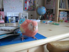 何かないかと探すお方