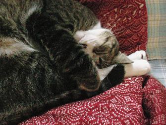 この格好で熟睡だし。。。