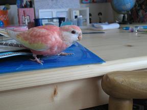 窓際に目を向け。。。