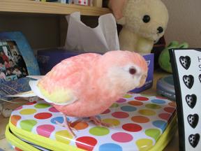 それは缶だから固いョ(^_^;)