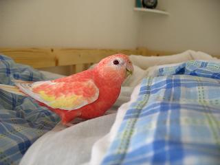 少しは飛ぼうよ