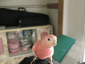 ピンオンヘッド