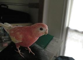 ピンオンヘッド2