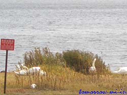 ウトナイ湖と白鳥

