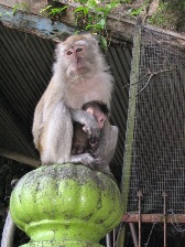 batu5.JPG