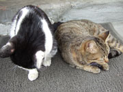 新潟猫