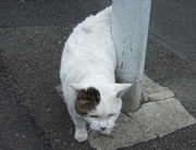 ねこ（ふみ）