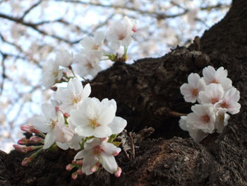 桜の木