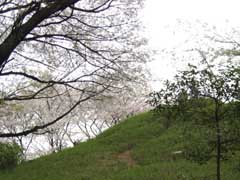 都内散歩 戸山公園 箱根山の桜