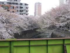 都内散歩 都電沿線の桜