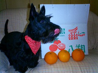 八朔３