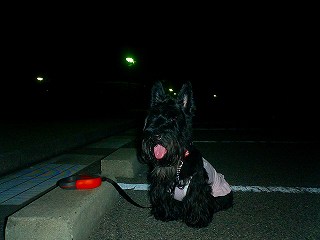 夜の散歩２