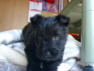 おとがやって来た２