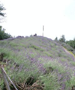 のラベンダー090619_0957 白鷺山.jpg