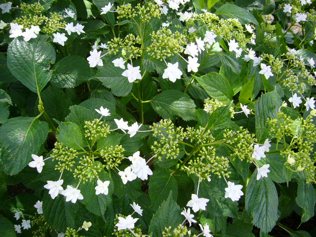 墨田の花火