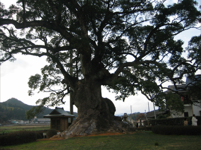 川古の大楠ーＡ