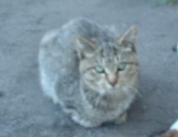 ちゃあすけ1