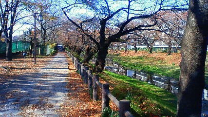 至誠ホームへの道　20081126