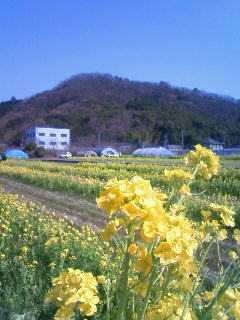 090321　菜の花