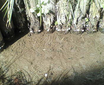 お鷹の道　カラー