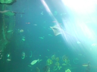 2010年2月　箱根水族館