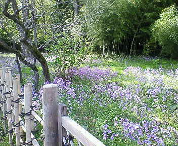 お鷹の道　紫花だいこん